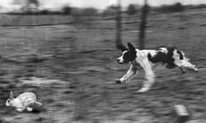 Gun Dog Chases A Rabbit, 1948 By Bert Hardy