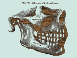 jaw2