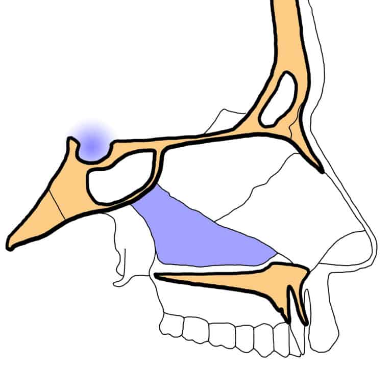 Nasal Cavity 768x734