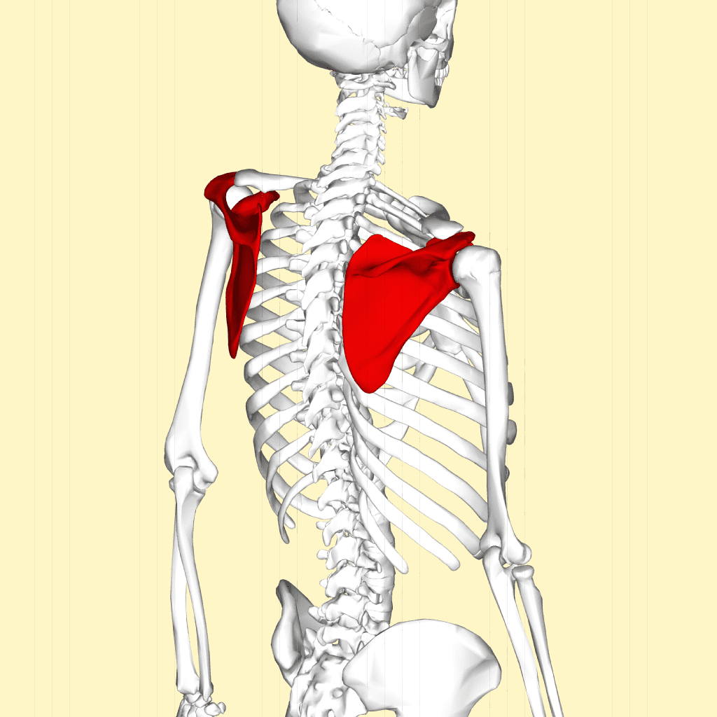 1024px-Scapula_-_lateral_view2